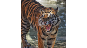 footer_image
