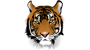 footer_image